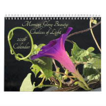Beauté de Morning Glory : Coupes de Lumière 2026