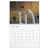 Calendrier Beauté des cygnes (Mar 2026)