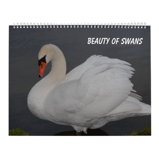 Calendrier Beauté des cygnes (Protection)