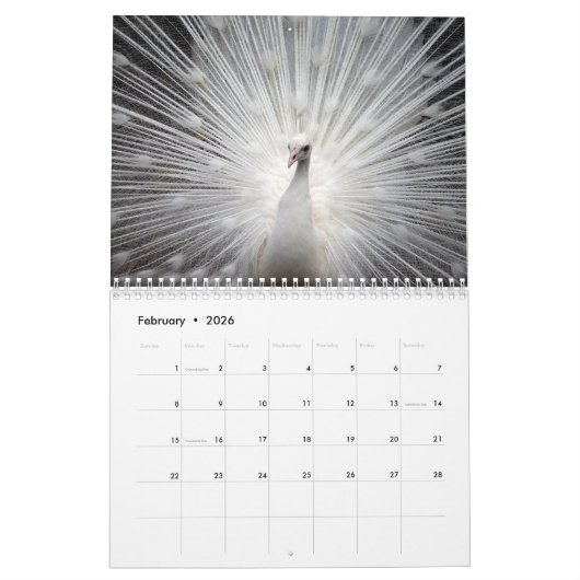 Calendrier Beautiful Peacock 2024 (Feb 2026)