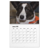 CALENDRIER BEAUTIFUL SUPERSTAR CANINE DOGS (Jan 2026)