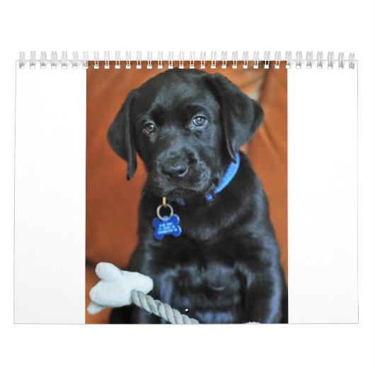 Calendrier beauty-the-labrador-retriever_42196_2010-02-24_w45 (Protection)