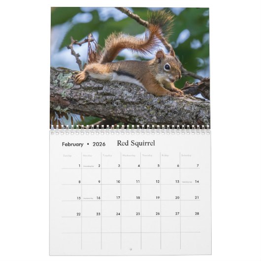 Calendrier Beaux Animaux Sauvages Pour Enfants #4 (Feb 2026)