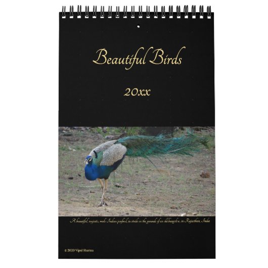 Calendrier Beaux oiseaux Photographie de la nature Oiseaux 20 (Protection)