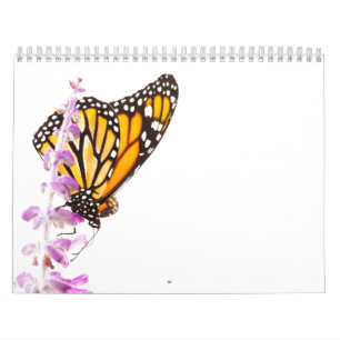 Calendrier Beaux papillons
