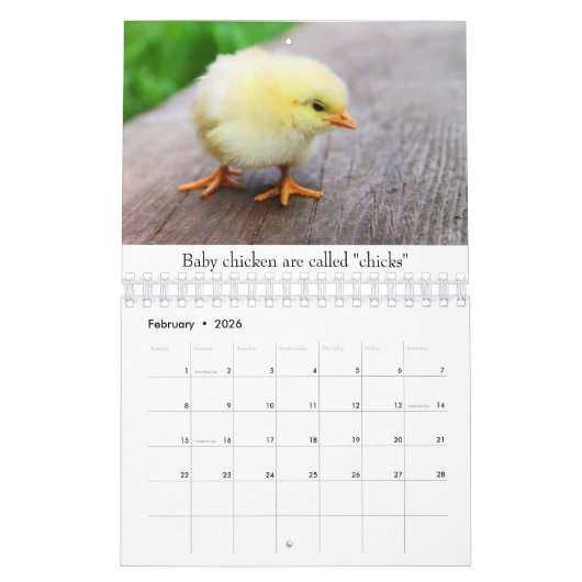 Calendrier Bébés (Feb 2026)