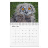 Calendrier Bébés Oiseaux (Mar 2027)