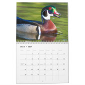 Calendrier Belle photo de Canards (Mar 2027)