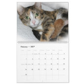 CALENDRIER BELLES FELINES (Feb 2027)