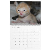 CALENDRIER BELLES FELINES (Mar 2027)