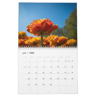 Calendrier Belles tulipes néerlandaises