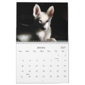 Calendrier Bergers allemands blancs (Jan 2027)