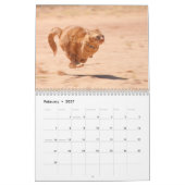Calendrier Best Cats (Feb 2027)