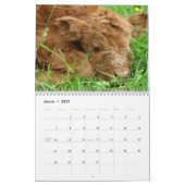 Calendrier Bétail écossais (Mar 2027)