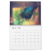 Calendrier Bettafish (Feb 2026)