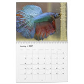 Calendrier Bettafish (Jan 2027)