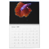 Calendrier Bettafish 2025 (Jan 2027)