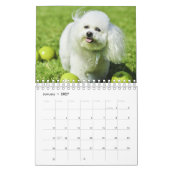 Calendrier Bichon Frise (Jan 2027)