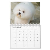 Calendrier Bichon Frise (Feb 2027)