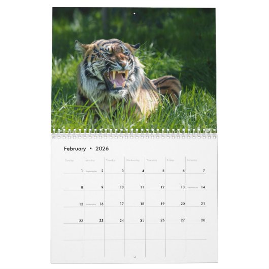Calendrier Big Cat 2026 (Feb 2026)