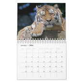 Calendrier Big Cats (Jan 2026)