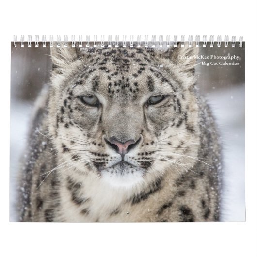 Calendrier Big Cats (Protection)