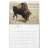Calendrier Bison américain (Feb 2026)