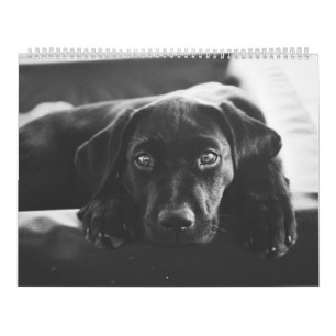 Calendrier Black Labrador