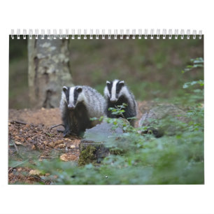 Calendrier Blaireaux Calendar Badgers Forêt Forest
