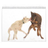 Calendrier blanc de dobermann (Protection)
