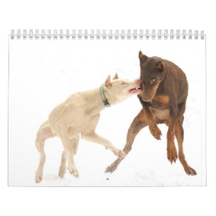 Calendrier blanc de dobermann