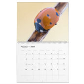 CALENDRIER BOGUES UPCLOSE 2021 (Feb 2026)