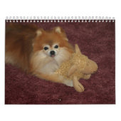 CALENDRIER BONBON POMERANIAN DE REINE (Protection)