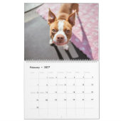 Calendrier Boston Terrier (Feb 2027)