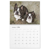Calendrier Boston Terrier (Jan 2026)