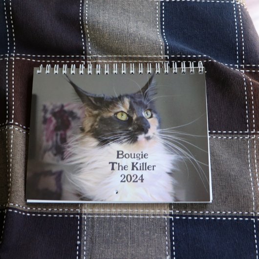 Calendrier Bougie Dilute Calico Maine Coon Chat