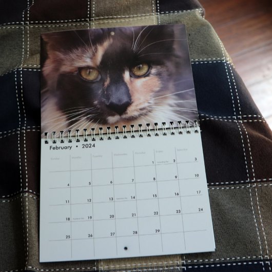 Calendrier Bougie Dilute Calico Maine Coon Chat