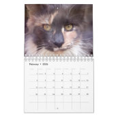 Calendrier Bougie Dilute Calico Maine Coon Chat (Feb 2026)
