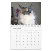 Calendrier Bougie Dilute Calico Maine Coon Chat (Jan 2026)