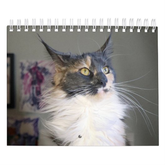 Calendrier Bougie Dilute Calico Maine Coon Chat (Protection)
