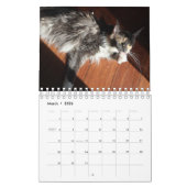 Calendrier Bougie Dilute Calico Maine Coon Chat (Mar 2026)