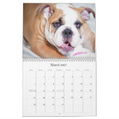 Calendrier Bouledogue anglais (Mar 2027)