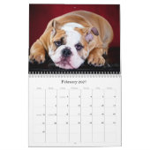 Calendrier Bouledogue anglais (Feb 2027)