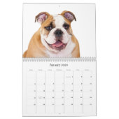 Calendrier Bouledogue anglais (Jan 2026)