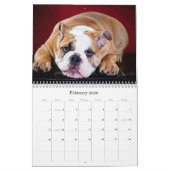 Calendrier Bouledogue anglais (Feb 2026)