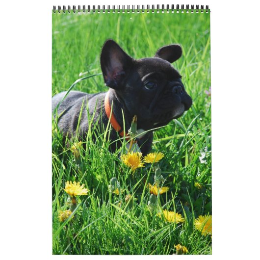 Calendrier bouledogue français superbe collection (Protection)