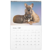 Calendrier bouledogue français superbe collection (Jan 2027)