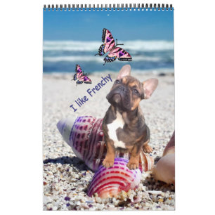 Calendrier bouledogue français superbe collection