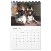 Calendrier bouledogue français superbe collection  (Feb 2027)