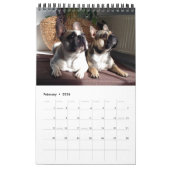 Calendrier bouledogue français superbe collection  (Feb 2026)